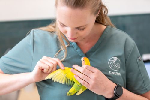 Vogels