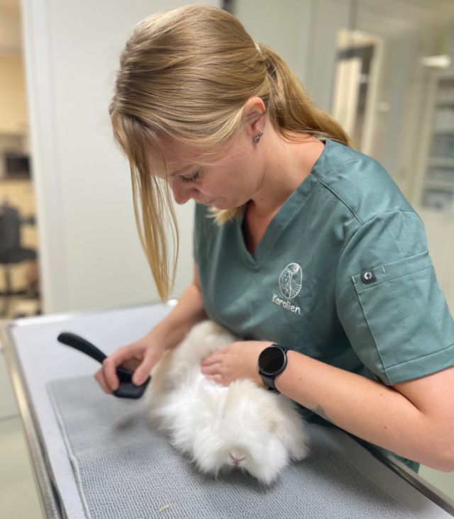 Dierenarts Karolien trimt een konijn tijdens een professionele konijnentrimbehandeling.